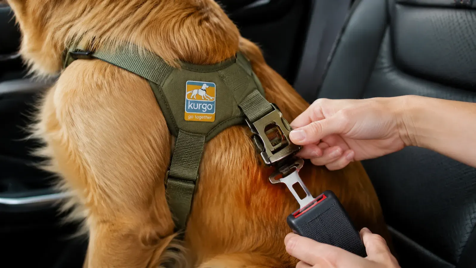 Close-up of crash-tested Kurgo Tru-Fit dog harness buckled into a car seat belt receiver