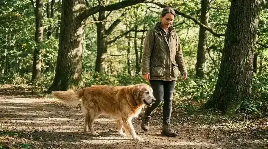 Senior golden retriever walking on a forest trail next to its owner