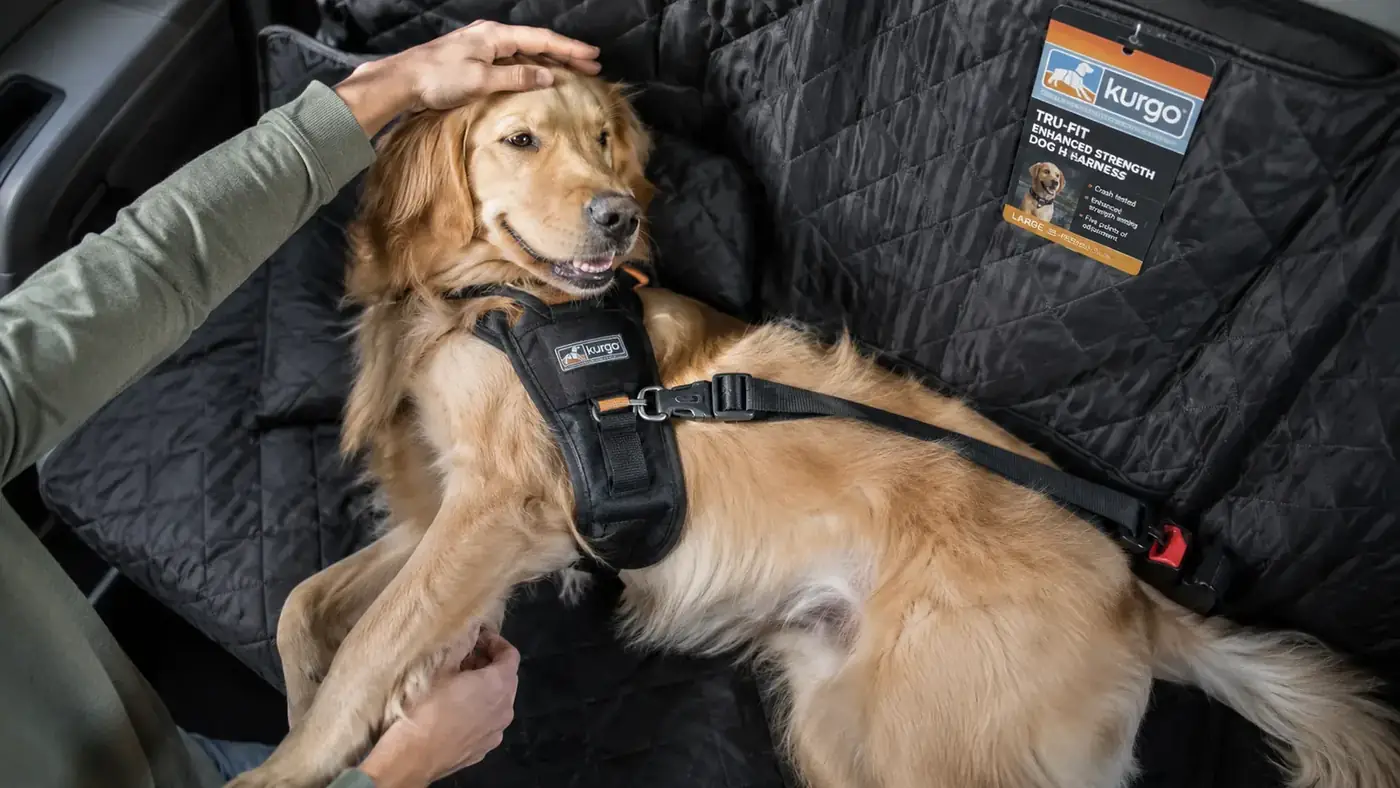 Dog tethered via harness to car seat belt buckle slot, lying calmly on a dog car seat cover