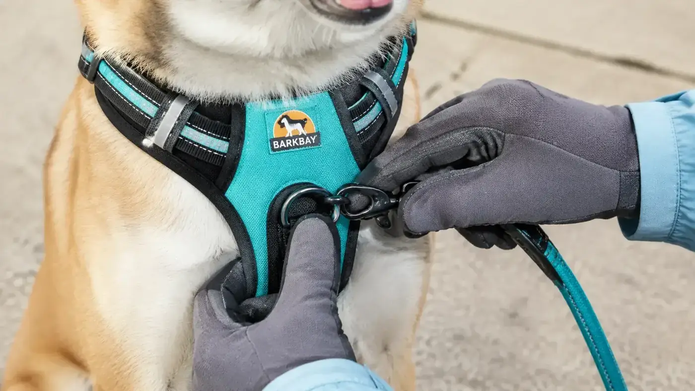 Close-up of a no-pull dog harness front clip being clipped onto a leash, dog standing still