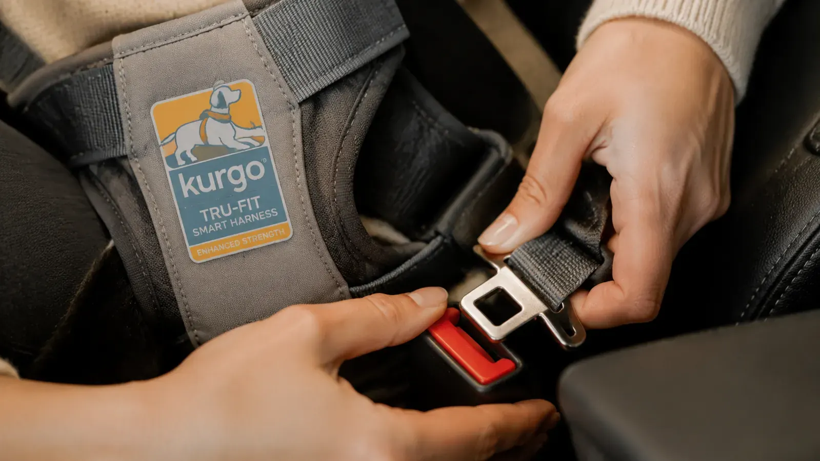 Close-up of a dog harness buckle clipped into a car seat belt receiver, hand visible for scale